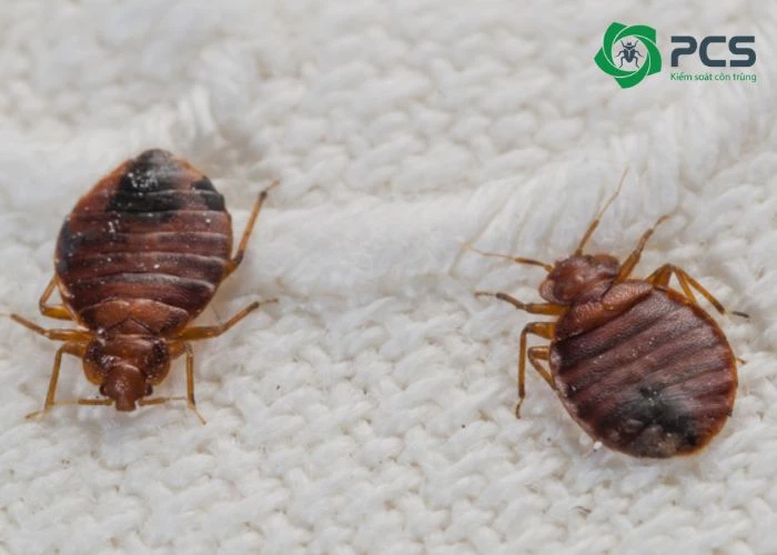 Tác hại của con rệp gây nên